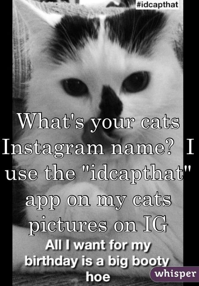 What's your cats Instagram name?  I use the "idcapthat" app on my cats pictures on IG 