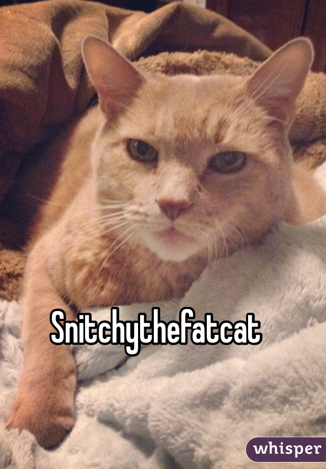 Snitchythefatcat