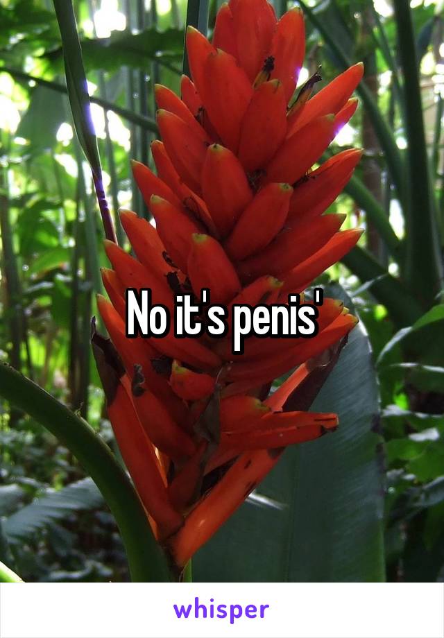 No it's penis'