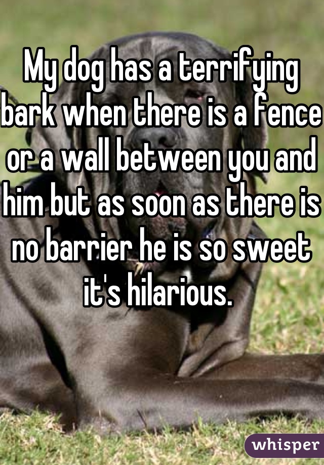 My dog has a terrifying bark when there is a fence or a wall between you and him but as soon as there is no barrier he is so sweet it's hilarious. 