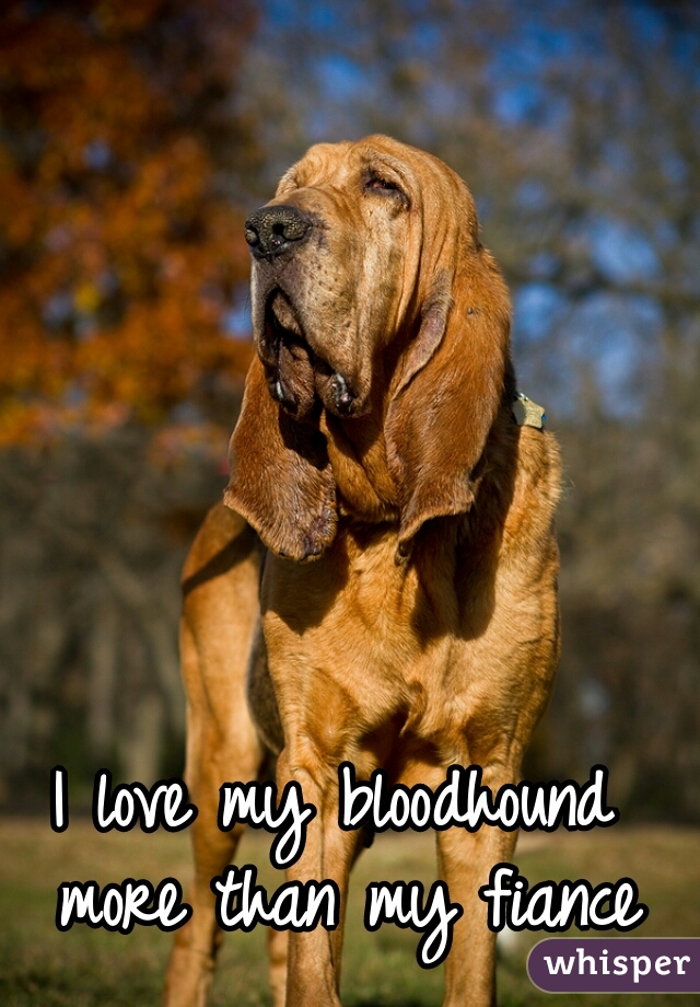 I love my bloodhound more than my fiance