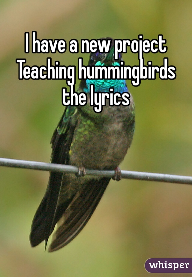 I have a new project
Teaching hummingbirds the lyrics