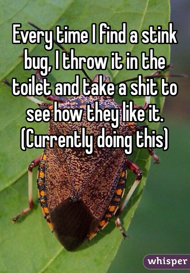 Every time I find a stink bug, I throw it in the toilet and take a shit to see how they like it. (Currently doing this)