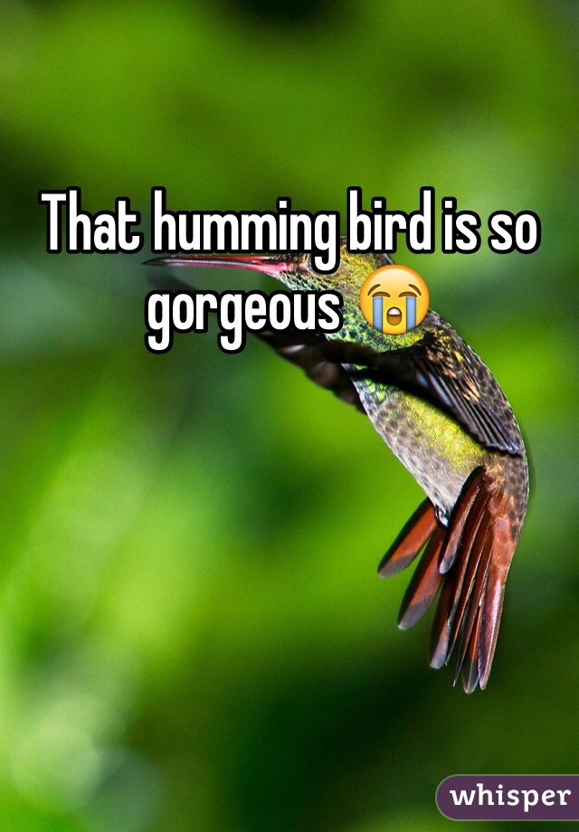 That humming bird is so gorgeous 😭