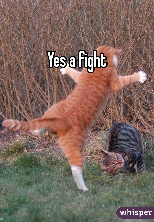 Yes a fight

