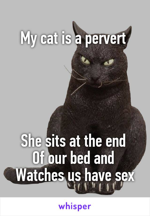 My cat is a pervert 





She sits at the end 
Of our bed and 
Watches us have sex