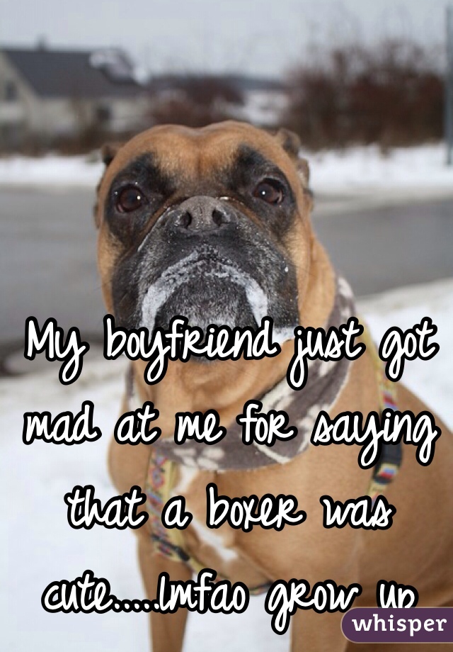 My boyfriend just got mad at me for saying that a boxer was cute.....lmfao grow up