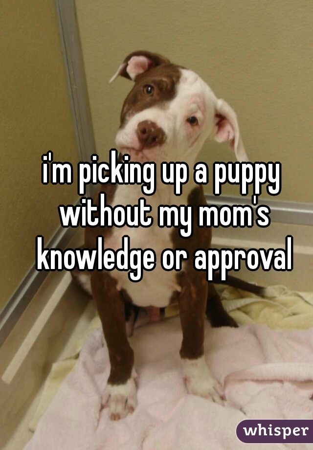 i'm picking up a puppy without my mom's knowledge or approval