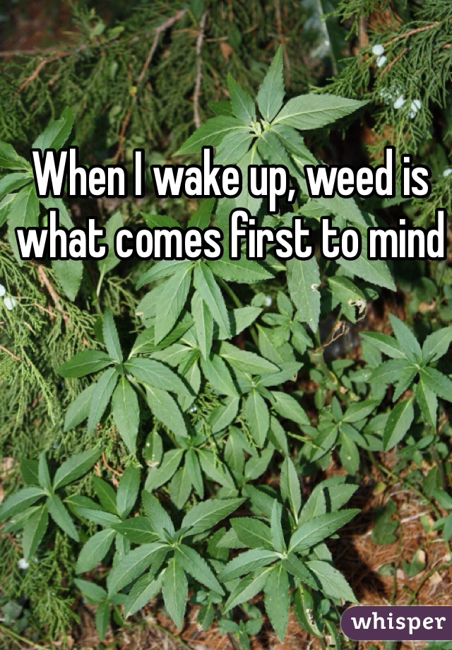 When I wake up, weed is what comes first to mind  