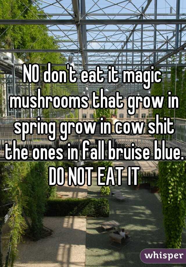 NO don't eat it magic mushrooms that grow in spring grow in cow shit the ones in fall bruise blue. DO NOT EAT IT