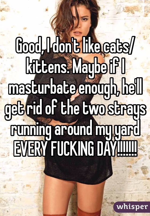 Good, I don't like cats/kittens. Maybe if I masturbate enough, he'll get rid of the two strays running around my yard EVERY FUCKING DAY!!!!!!!