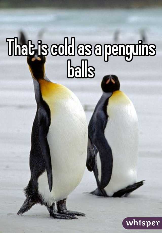 That is cold as a penguins balls