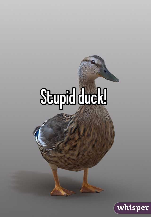 Stupid duck! 