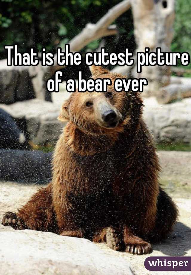 That is the cutest picture of a bear ever