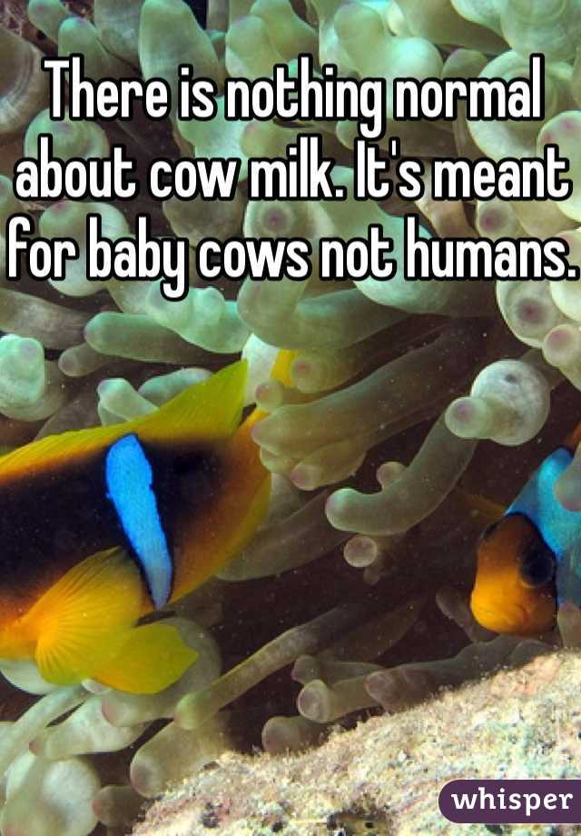 There is nothing normal about cow milk. It's meant for baby cows not humans.