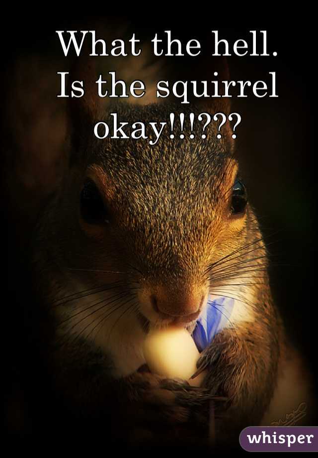 What the hell. 
Is the squirrel okay!!!???
 