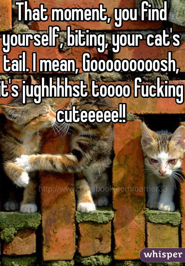 That moment, you find yourself, biting, your cat's tail. I mean, Gooooooooosh, it's jughhhhst toooo fucking cuteeeee!!