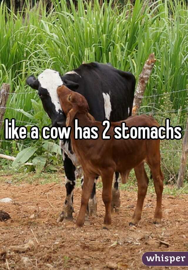 like a cow has 2 stomachs