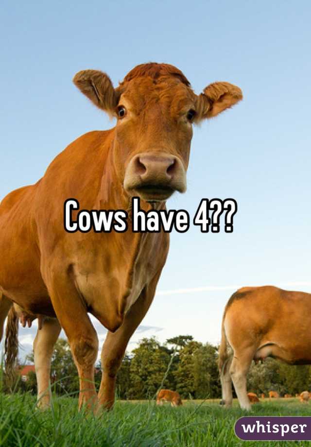 Cows have 4??