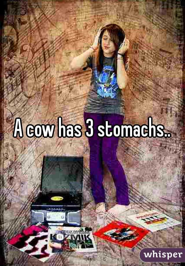 A cow has 3 stomachs..