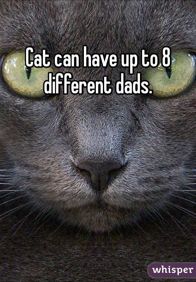 Cat can have up to 8 different dads. 