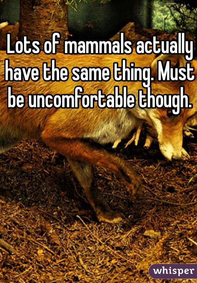 Lots of mammals actually have the same thing. Must be uncomfortable though. 