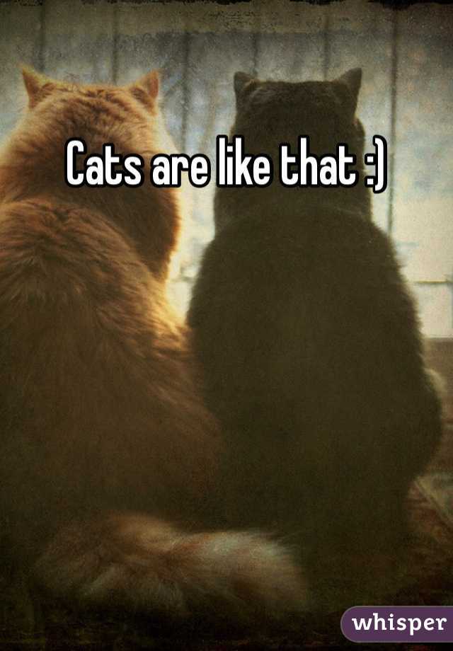 Cats are like that :)