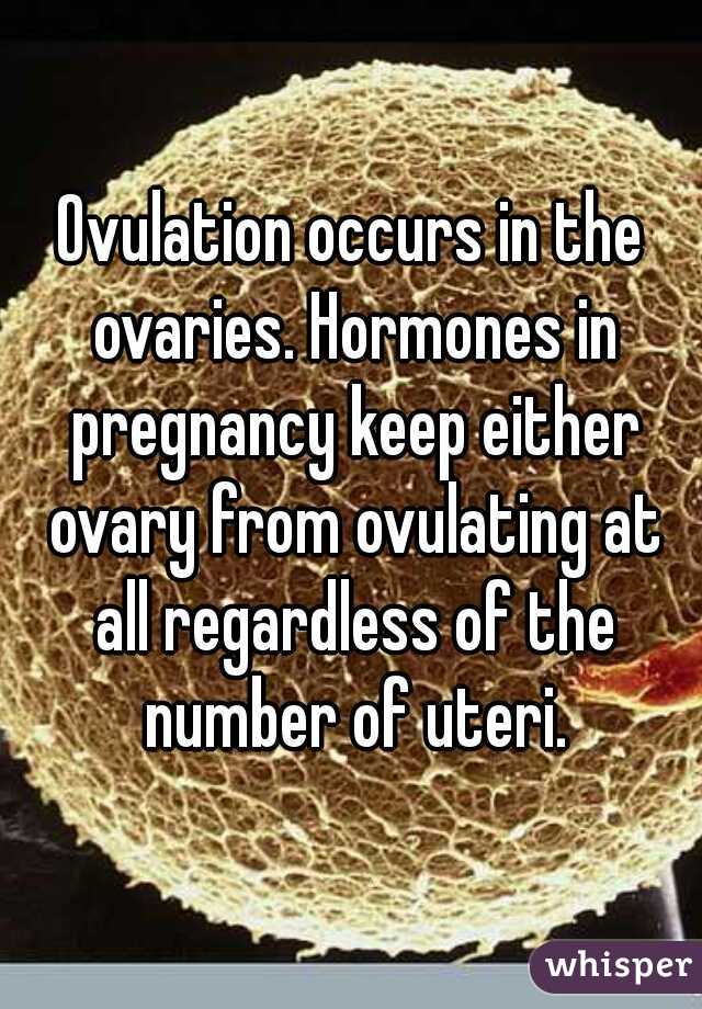 Ovulation occurs in the ovaries. Hormones in pregnancy keep either ovary from ovulating at all regardless of the number of uteri.