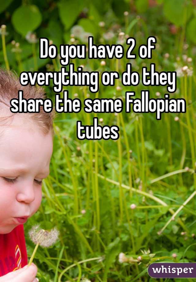 Do you have 2 of everything or do they share the same Fallopian tubes