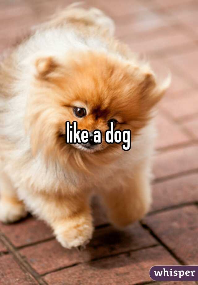 like a dog