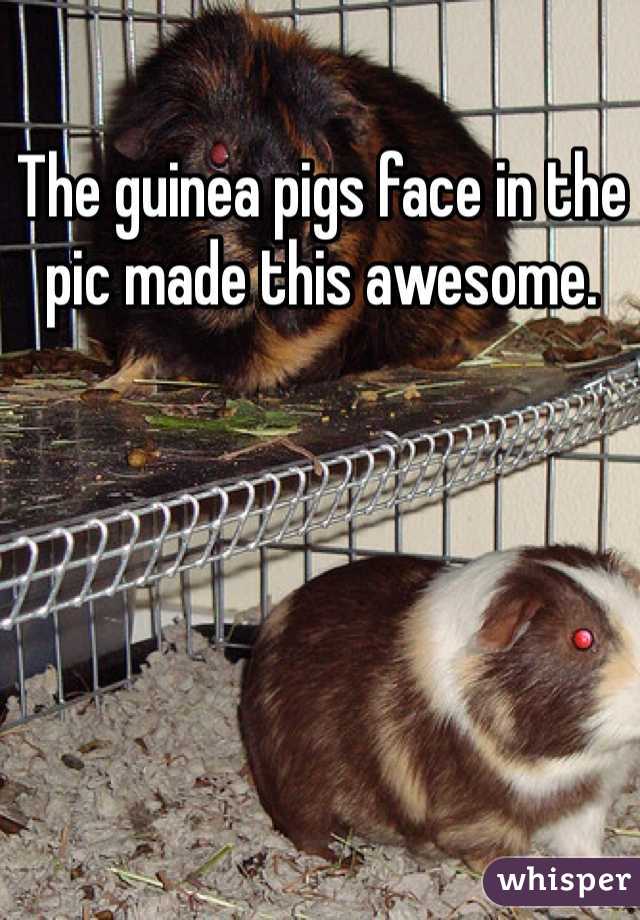 The guinea pigs face in the pic made this awesome.