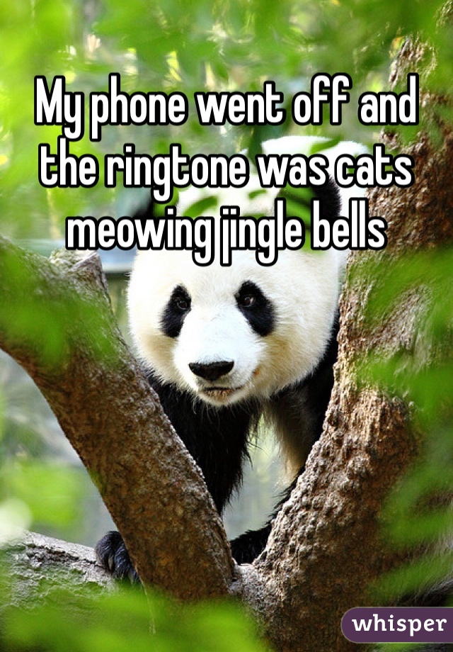 My phone went off and the ringtone was cats meowing jingle bells