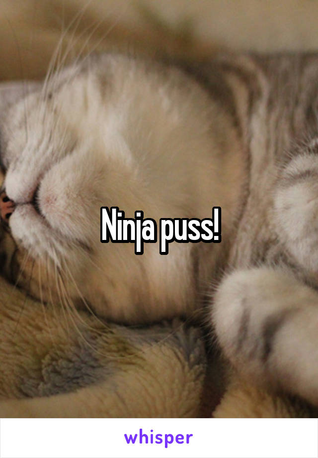 Ninja puss!