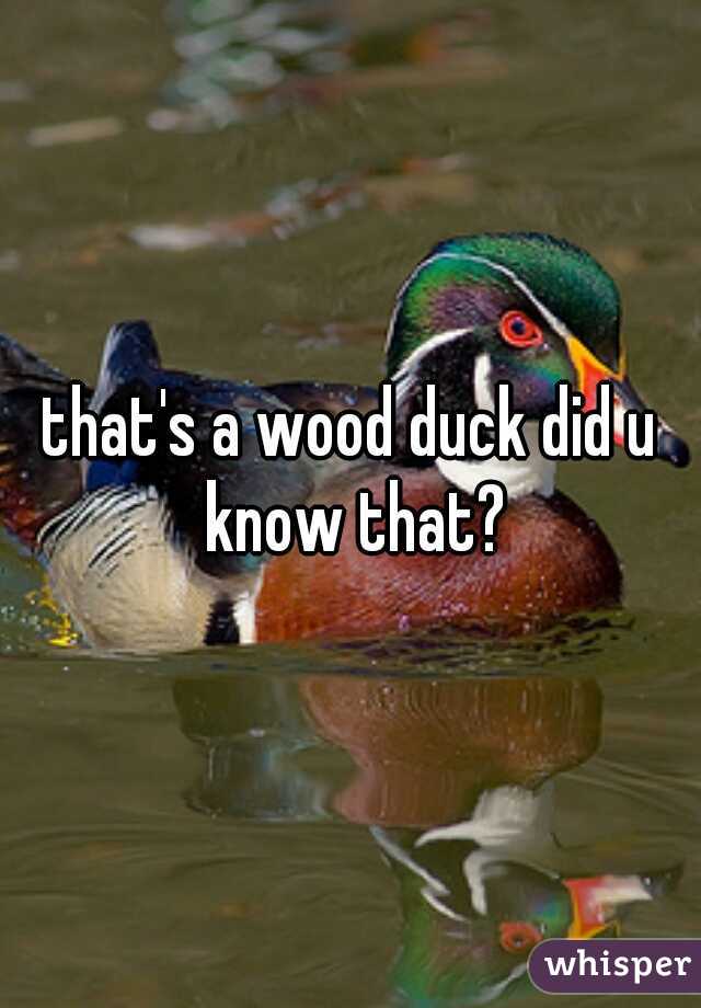 that's a wood duck did u know that?