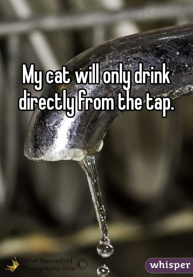 My cat will only drink directly from the tap. 
