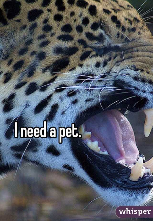 I need a pet. 