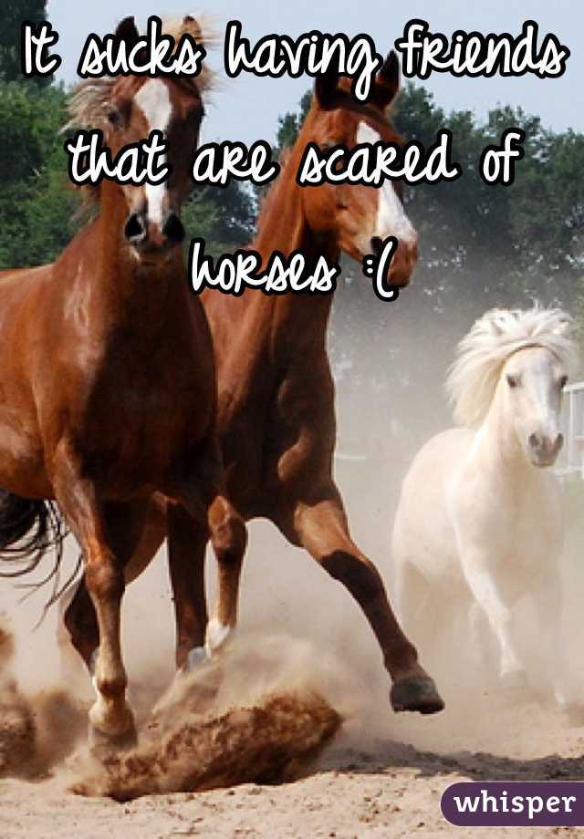It sucks having friends that are scared of horses :(