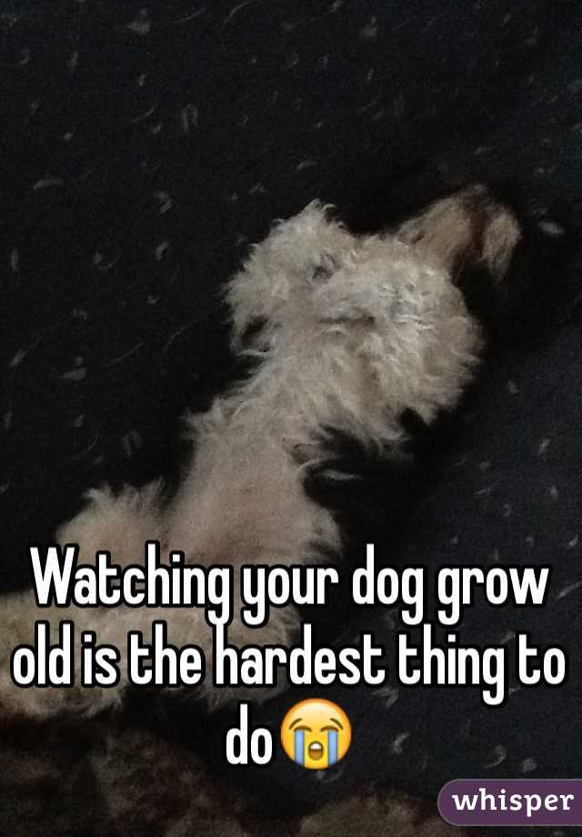 Watching your dog grow old is the hardest thing to do😭