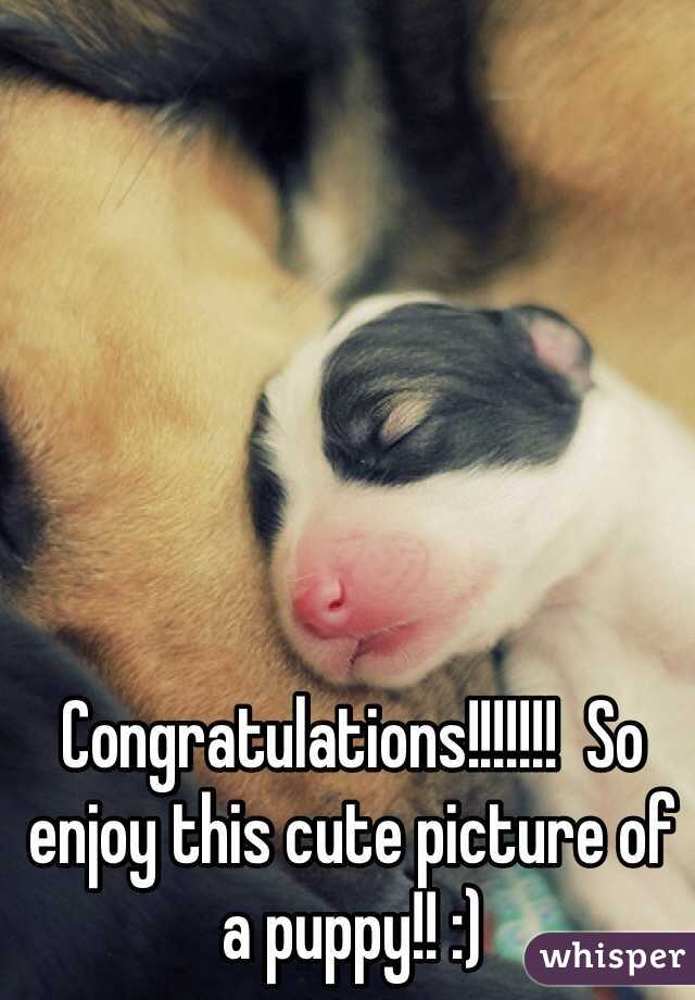 Congratulations!!!!!!!  So enjoy this cute picture of a puppy!! :)