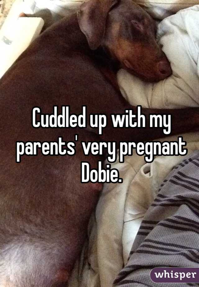 Cuddled up with my parents' very pregnant Dobie. 