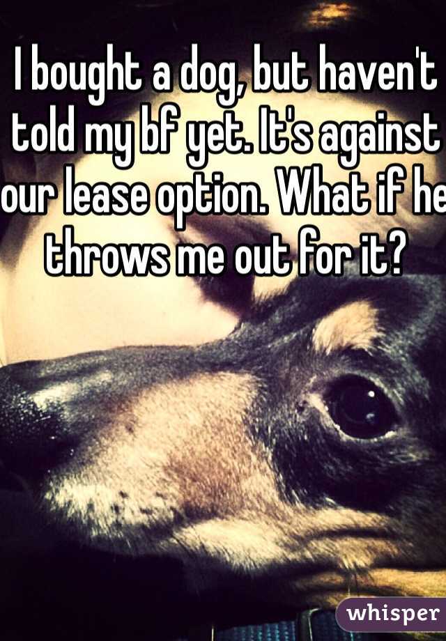 I bought a dog, but haven't told my bf yet. It's against our lease option. What if he throws me out for it?