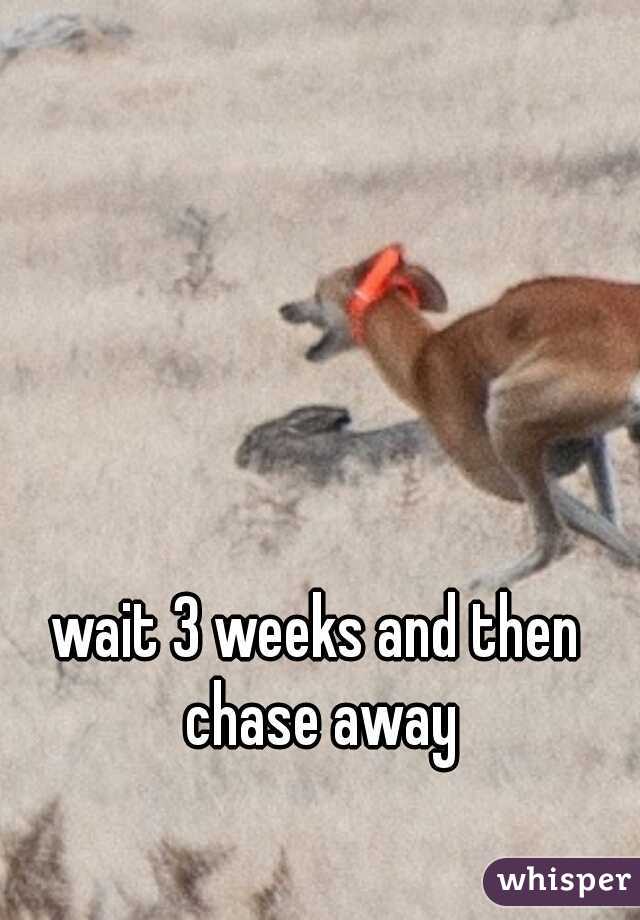 wait 3 weeks and then chase away