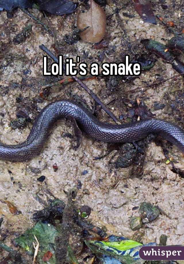 Lol it's a snake 