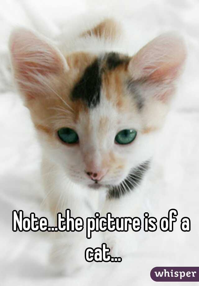 Note...the picture is of a cat...