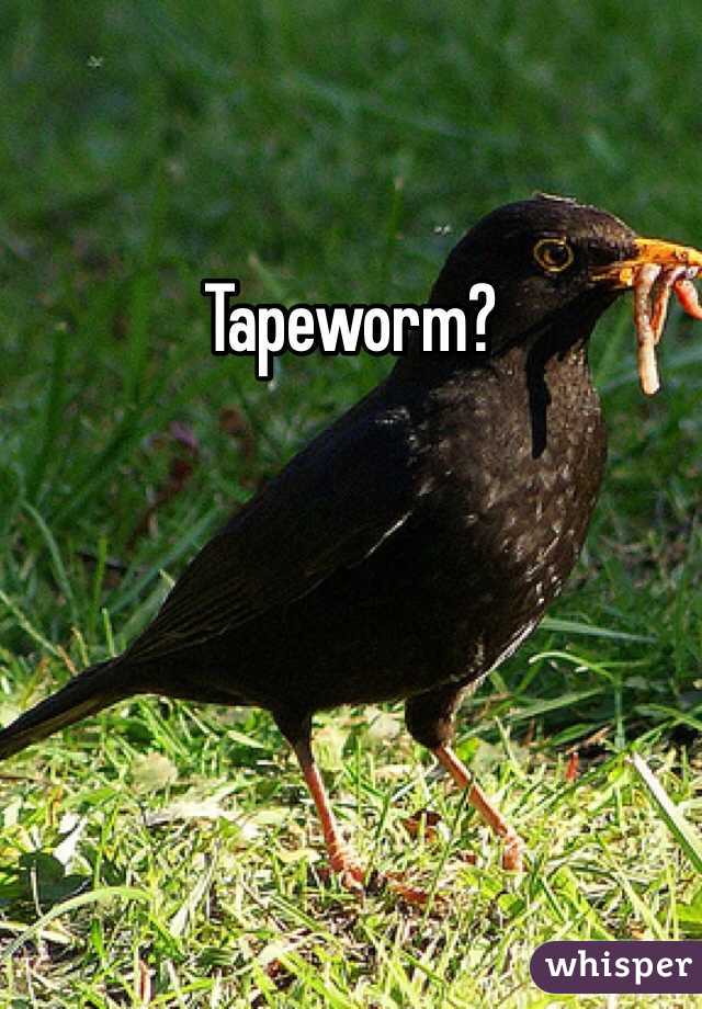 Tapeworm?