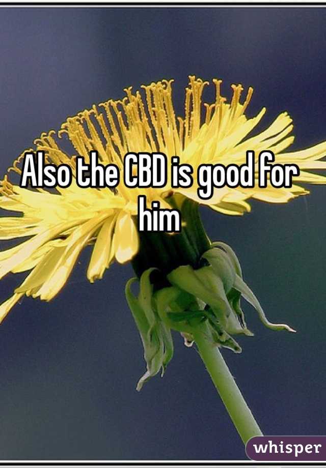 Also the CBD is good for him