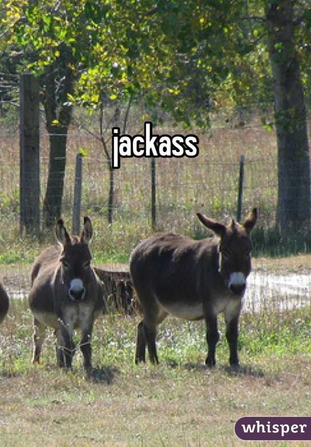 jackass 
