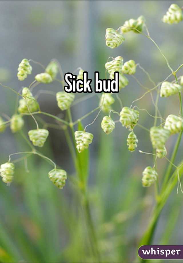 Sick bud 