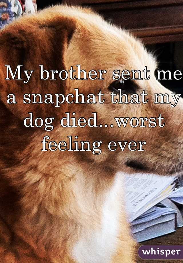 My brother sent me a snapchat that my dog died...worst feeling ever