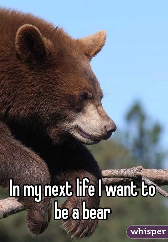 In my next life I want to be a bear 